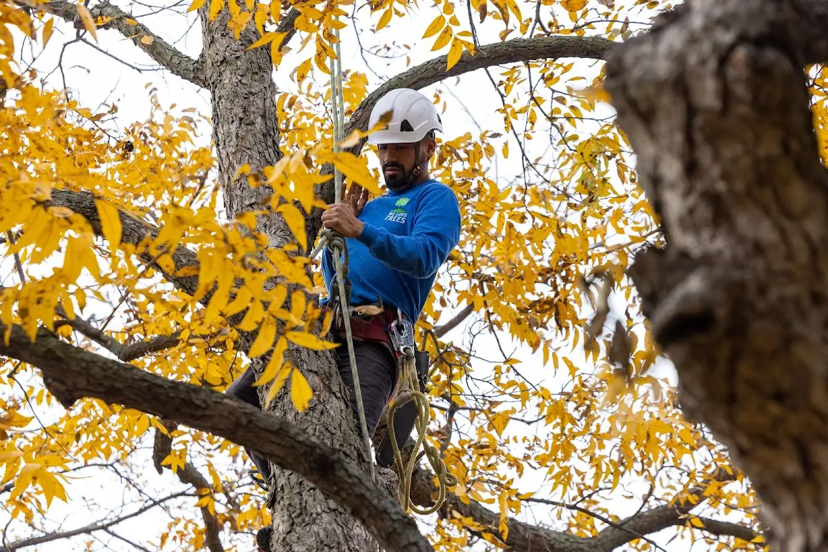 Skilled Tree Planing crew working in Clear Lake